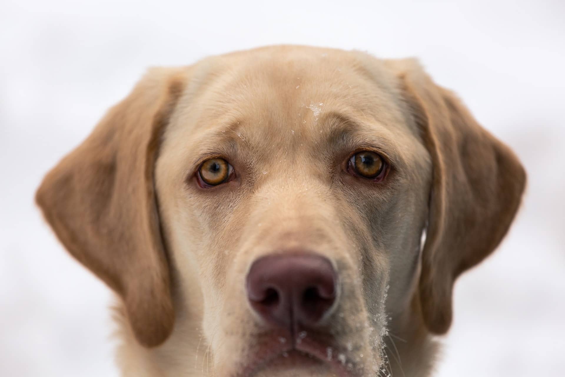 Labrador Lifespan Life Expectancy And How To Prolong It